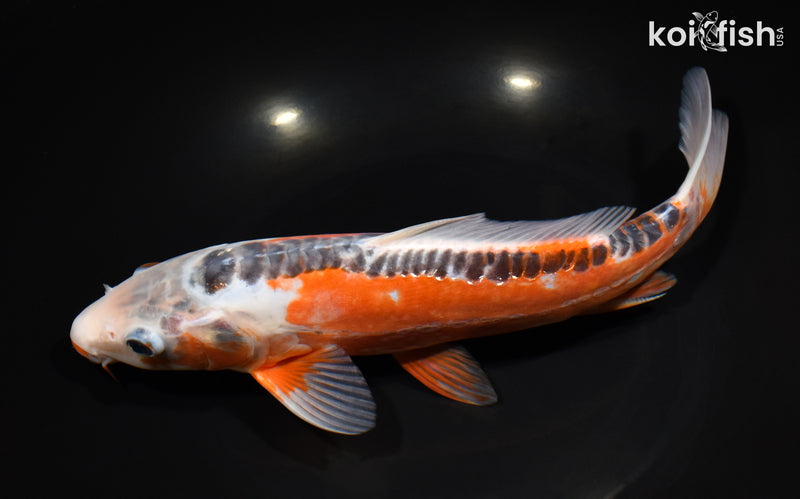10.5" HI SHUSUI