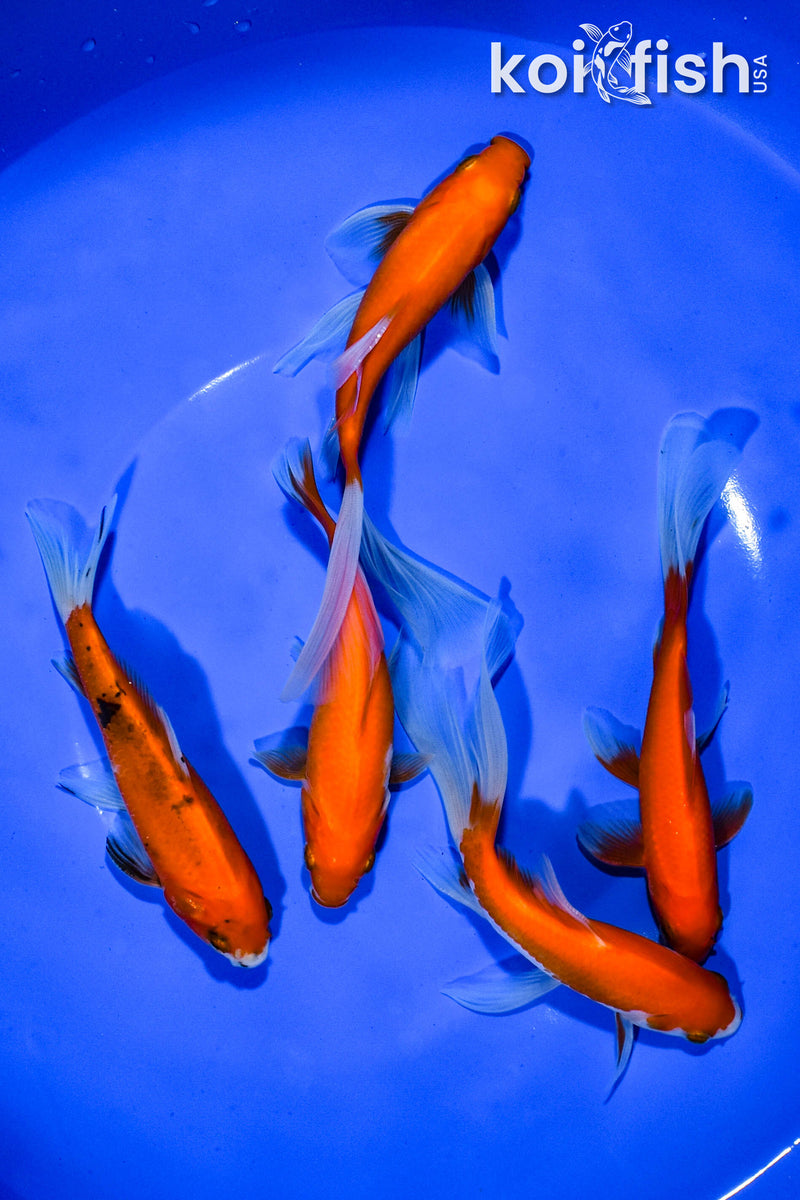 PACK OF (5) 4.75"-5.5" ASSORTED GOLDFISH