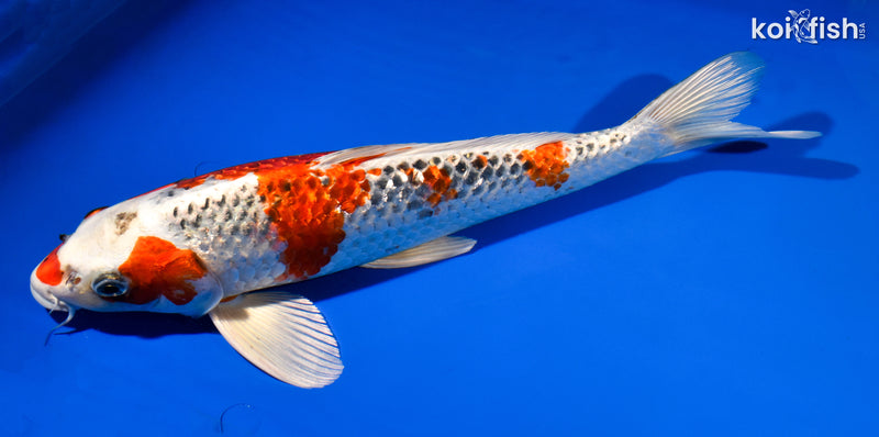 14.25" GINRIN KUJAKU