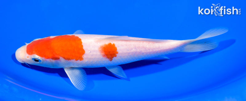 6.75" KOHAKU