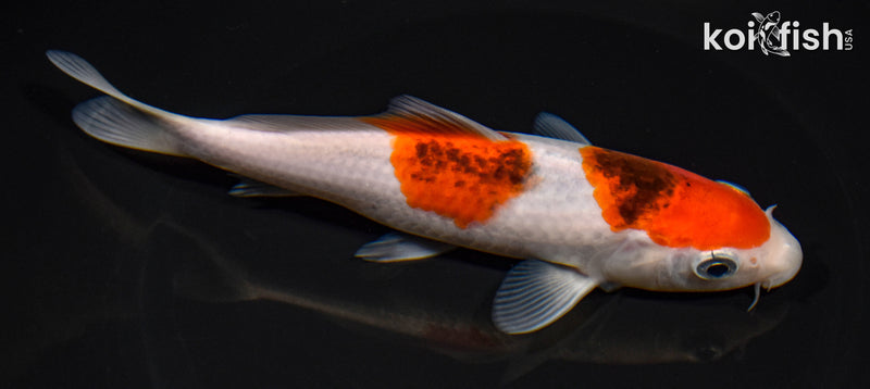 6.75" GOROMO