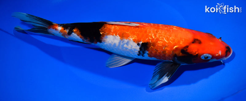 10.5" GINRIN HI SHOWA