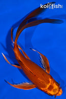 8" ORENJI MATSUBA BUTTERFLY