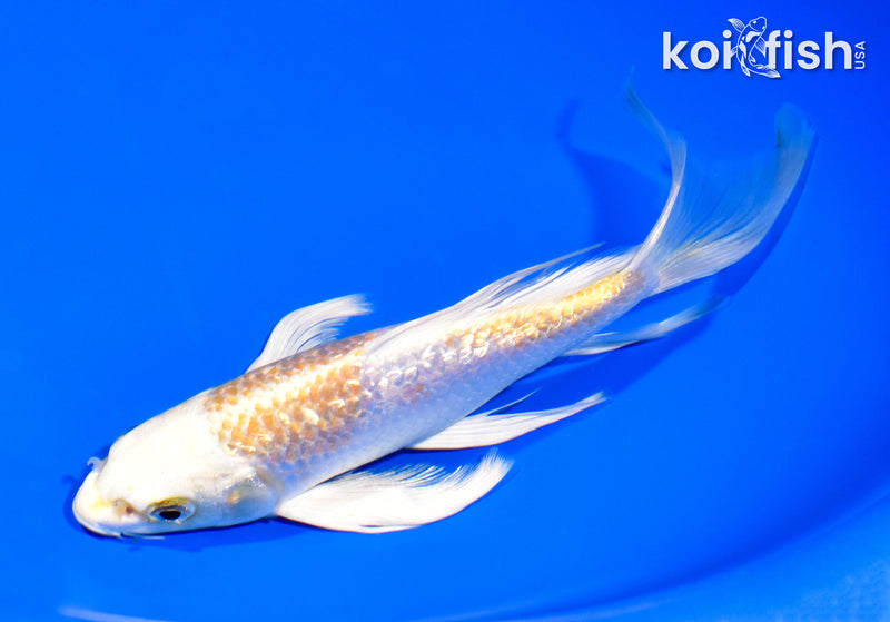 8" GINRIN HARIWAKE BUTTERFLY
