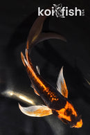 5.5" ARAGOKE BENI KIKOKURYU BUTTERFLY