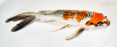 10" GINRIN KUJAKU BUTTERFLY