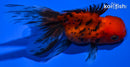 4.25" CALICO ORANDA GOLDFISH