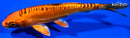 6.5" DOITSU ORENJI MATSUBA
