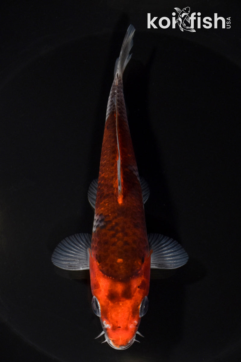 5.5" GOSHIKI