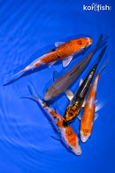 PACK OF (5) 3.75-4.75" STANDARD KOI