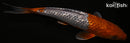 11.25" GINRIN OCHIBA SHIGURE