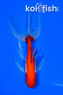 5.5" WATONAI GOLDFISH