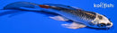 4.75" KUJAKU BUTTERFLY