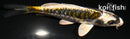 4.5" KIN KIKOKURYU
