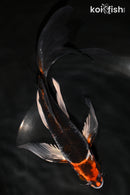 8.5" BENI GINGA BUTTERFLY