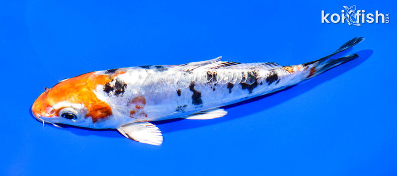 7.5" HEISEI NISHIKI
