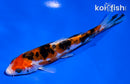 4.5" DOITSU SANKE