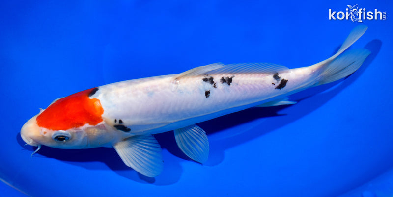 10.5" DOITSU TANCHO SANKE