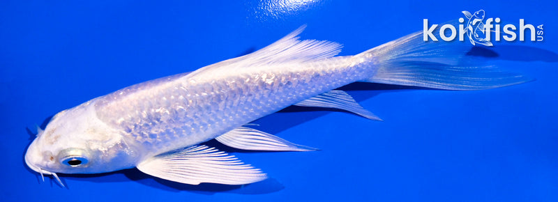 5" GINRIN PLATINUM OGON BUTTERFLY