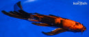 10.75" HI UTSURI BUTTERFLY