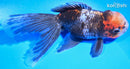 5" CALICO GOLDFISH