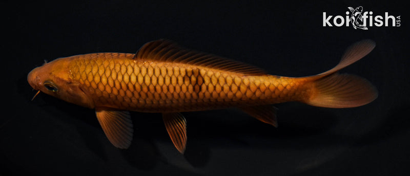 6.5" CHAGOI
