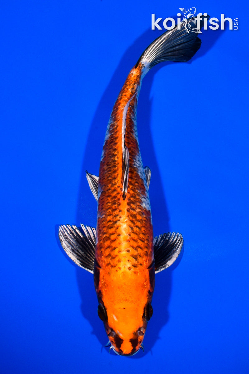 10.5" BENI GINGA
