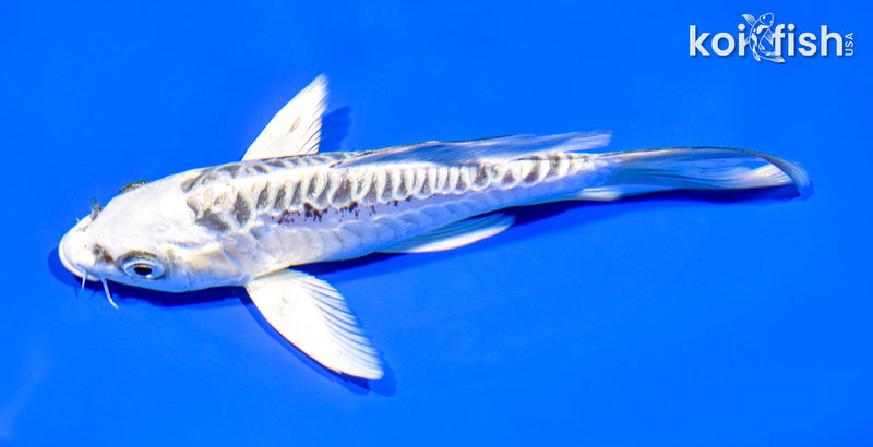 6" ARAGOKE KIKOKURYU BUTTERFLY