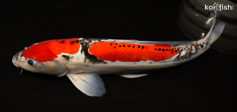 15.75" BENI KUMONRYU