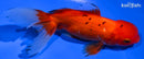 5.25" ORANDA GOLDFISH