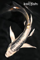 5.25" KIN KIKOKURYU BUTTERFLY