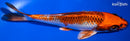 6.25" KUJAKU