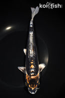 8.75" BENI KIKOKURYU