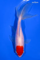 6" TANCHO WAKIN GOLDFISH