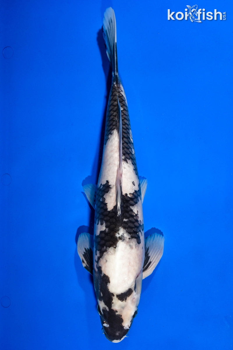 15.25" SHIRO UTSURI