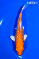 5.75" GINRIN HARIWAKE