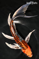 9" DOITSU KUJAKU BUTTERFLY