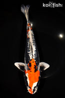 12.25" BENI KIKOKURYU