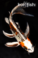 9.25" KUJAKU BUTTERFLY