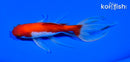 5.5" WATONAI GOLDFISH