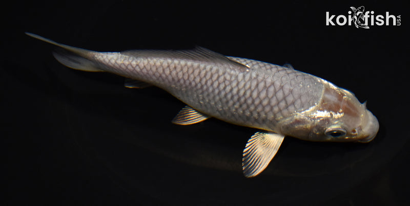 5.5" METALLIC SOROGOI