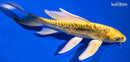 7" KIN KIKOKURYU BUTTERFLY