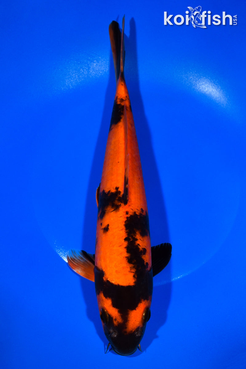 11" HI UTSURI