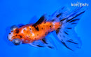 4.75" CALICO TELESCOPE FANTAIL GOLDFISH