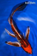 8.75" KUJAKU BUTTERFLY
