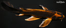 9.75" KIN ORENJI MATSUBA BUTTERFLY