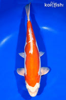 13.5" KIKUSUI