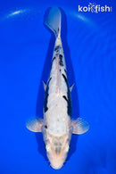 12.75" ARAGOKE KUMONRYU