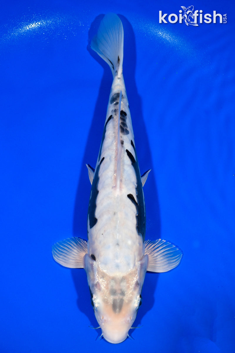 12.75" ARAGOKE KUMONRYU