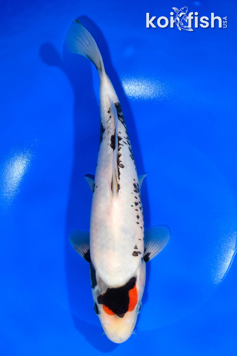 10.5" TANCHO SHOWA